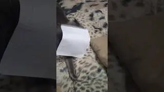 Мурзик играется.