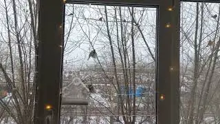Райские птички в Сибири