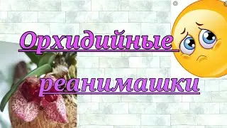 Орхидийные реанимашки.Без слёз не взглянешь.