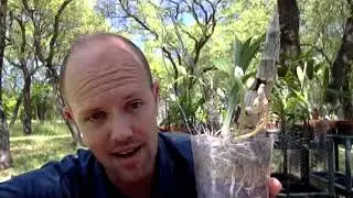 Advanced Catasetinae Growing Techniques