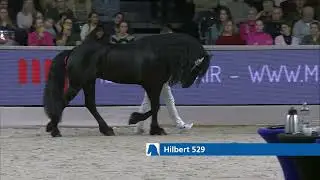 HK 2024   Event 6   Studbook Stallions approved from breeding season 2021   Spanish