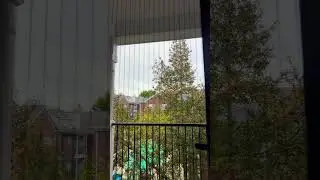 Amerika Texas’ı Sincaplar Basmış 🇺🇸🐿️