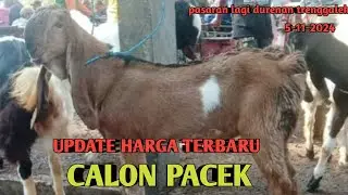 UPDATE HARGA TERBARU CALON PACEK