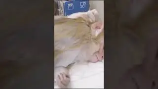 Как учёные определяют силу яда? Часть 2.
