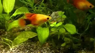 #Aquarium