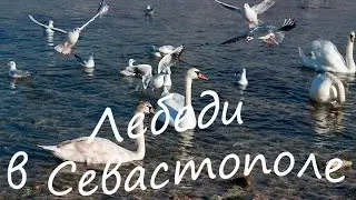 Лебеди в бухте Омега в Севастополе. Зима в Крыму