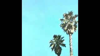 ACTIVE PRESENCE - throwing balls in the air to get a baldessari (2021)