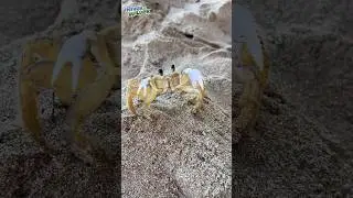 🦀 CRABBY WANTS IN! Our beach house guest?