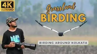 Winter birding in a Grassland | Bird watching in India