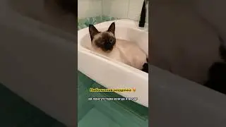 везде сует свою кошачью моську 🐈‍⬛ #cat #mypet