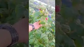 малина дельнива и херитейдж.