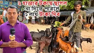 আমি চ্যালেঞ্জ দিচ্ছি মাত্র ২ হাজার টকায় ছাগল না দিতে পারলে ১ লাখ টাকা জরিমানা দিব