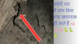 अंधेरी रात को सांप कितने खतरनाक होते हैं #animal #forest #snecks #newमारवाड़ीcomedy 🪱🪱🐍🐍