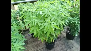O High O - 2024 Cannabis Outdoor Grow - Let's Go, Let's Grow...  16 Days Full Sunlight Out Back