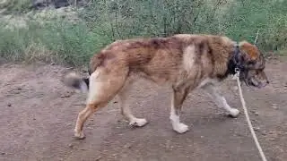 Se me va el perro por el Mundo