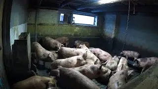 ❌Пытаюсь приготовить лагман ❌Кормлю свиней, убираю навоз ❌