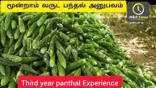 மூன்றாம் வருட பந்தல் அனுபவம்Third year panthal Experience