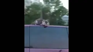 КОТ В ШОКЕ НА КРЫШЕ ДВИЖУЩЕЙСЯ 100 КМ/Ч МАШИНЫ!!!!!!!!!!!!!