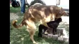 Ο αράπης είναι gay