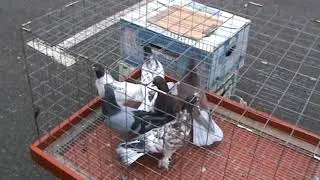 Ярмарка голубей г.Краснодар 07.11.2021г. 3часть