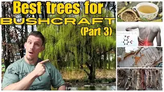 The Ultimate UK Tree Guide for Bushcraft Enthusiasts