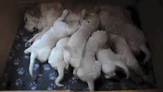 Щенкам ретривера 47 дней. Материнское молоко. Puppies Golden retriever 47 days.Mama's milk!