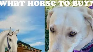 My DOG Chooses What Horse I Buy In Star Stable!! 🫣😳