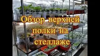 Обзор фиалок на  стеллаже. Фиалки от листочка до цветочка. Путь новичка. 24 серия.