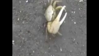 100CUR, 't krabbetje at Williwood - dushi Korsou (funny looking crab with 9 'legs' and 2 'arms'?)