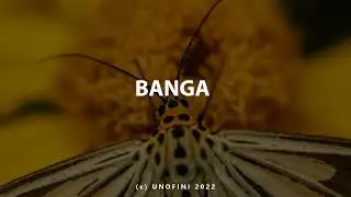 [FREE] Dancehall Instrumental- Banga (King Perry x PopCaan x Mavado Typebeat)