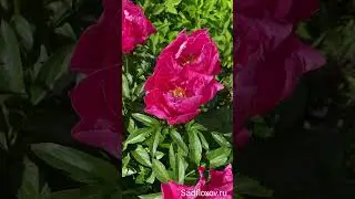 Красивый пион Паула Фей