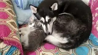 مجنونه ديال ليفا😻وفلافيا 🐶صباره 🤣🤣🤣🤣معنديش قط عندي تيكر🐅