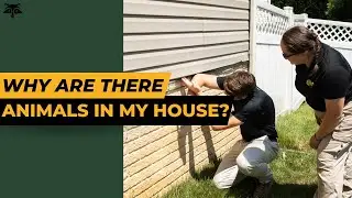 Why are there animals in my house? | Critter Control