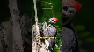 The Woodpecker: A Bird of Many Talents