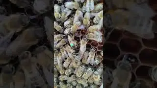 Карника и.о #bee #beekeeper #carnica #beekeeping #honey #varroa #honeybee