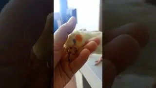 Ласковая девочка 🦜 #корелла #попугай