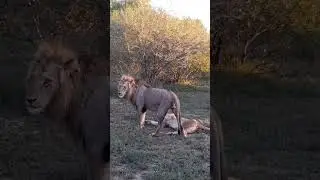 Mating duo
