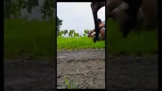 olahraga sore