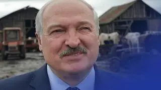105 тысяч коров исчезли / Сельхоз-катастрофа в Беларуси / Лукашенко «развивает» село /