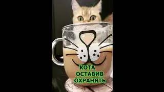 О, кот 2.0 #shorts  #cat #funny #юмор