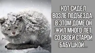 Кот сидел возле подъезда. Он жил много лет вместе со своей старой бабушкой. Истории из жизни до слез
