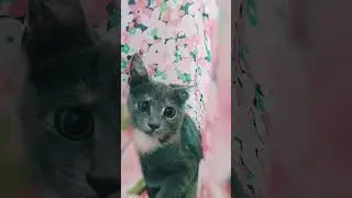 Котик в домике