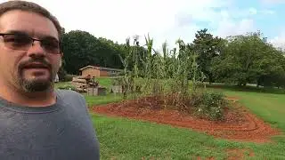 The corn is mutating!  - Giant corn update July 26th.