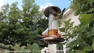 Hummingbird