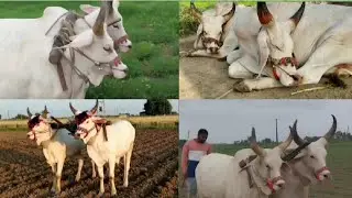 full video #બળદ #balad #બળદનીજોડ #farming #vadhiyara #વઢીયારા_બળદ