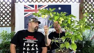 White Bhut Jolokia (White Ghost Pepper) Chilli Test