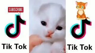 #Kucinglucutiktok #kucingoren KUMPULAN KUCING LUCU BANGET TIKTOK 😘 #11 - Kucing Oren