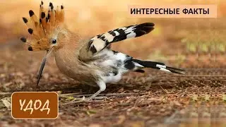 УДОД🐦/Птицы/Животные/Интересные факты