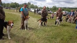 Тульская областная выставка 15.07.2023 охотничьих собак. выжлецы ср возростная группа