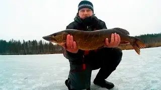 Catching pike on live bait. In the spring of 2016. A great trophy.